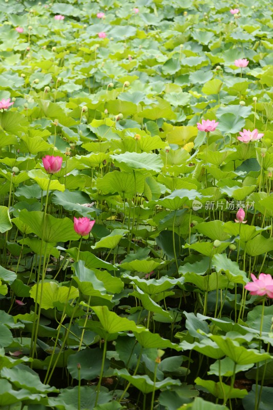 荷花莲花莲池荷花