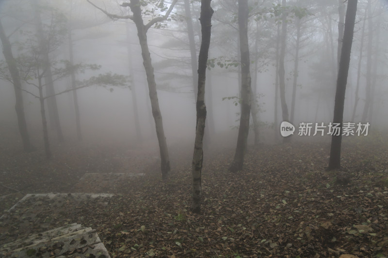 神秘的森林雾霭