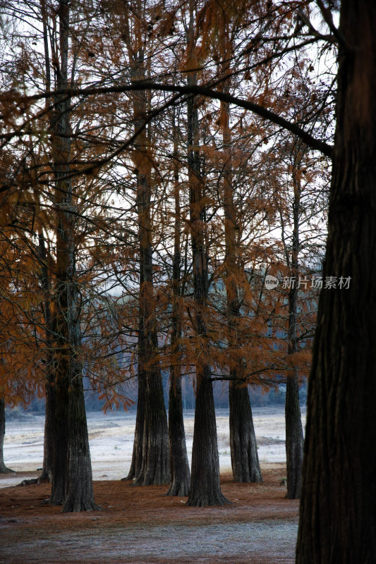 红树林局部特写