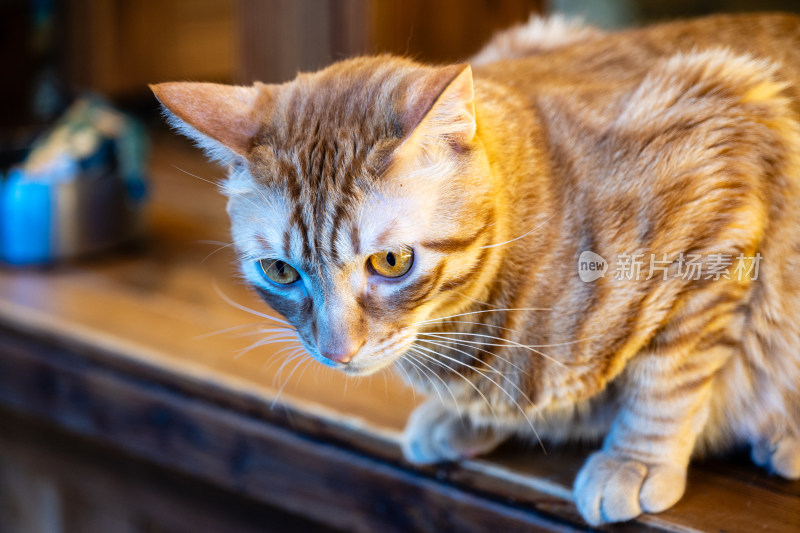 可爱橘猫特写镜头