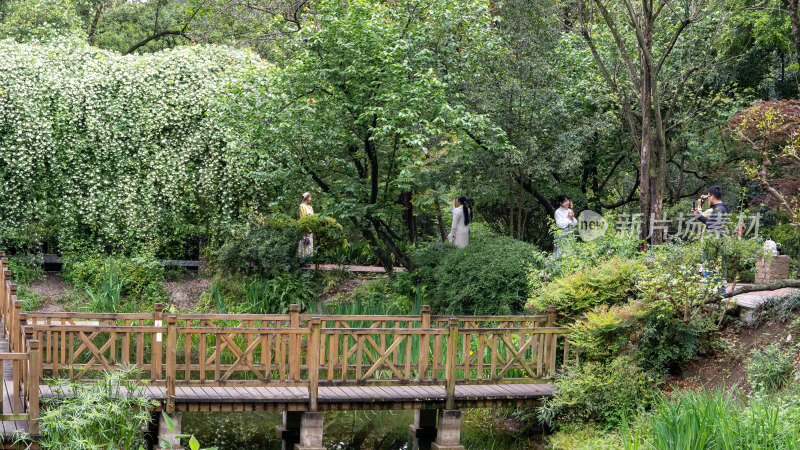 四川省成都植物园的木香花瀑布