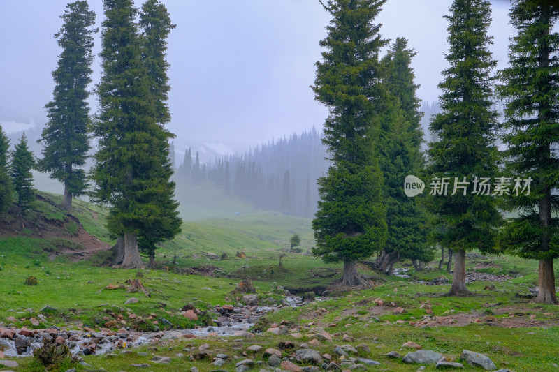 新疆伊犁那拉提的草原森林雪山和小溪