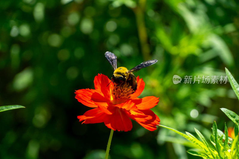 夏天公园里万寿菊花特写