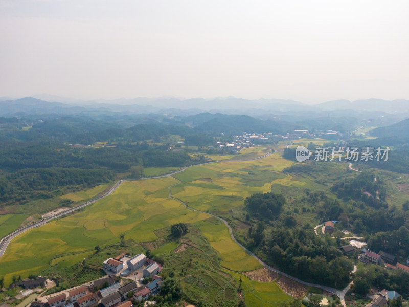 丘陵地貌金黄稻田农业种植航拍摄影图