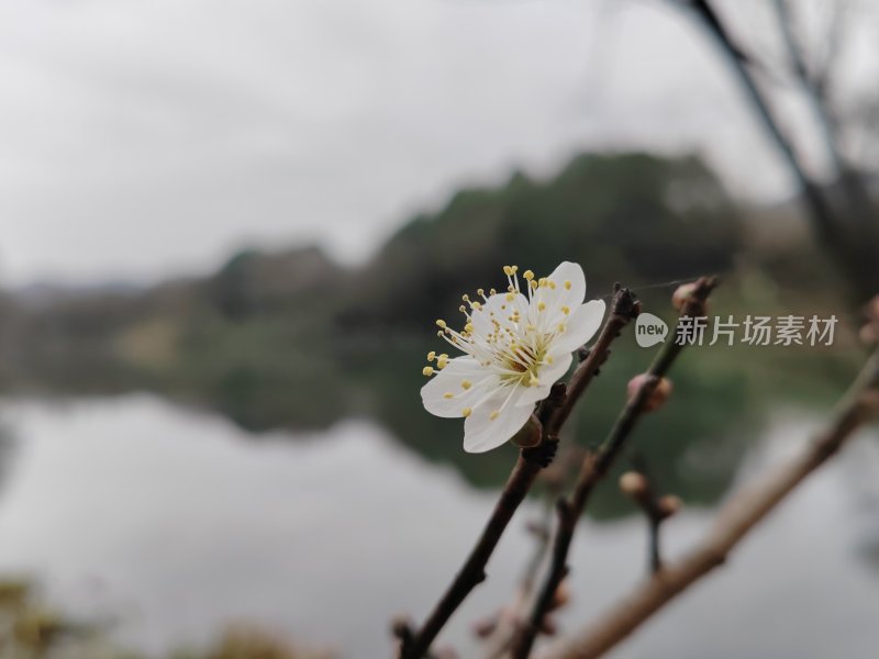 湖边盛开的白色花朵特写