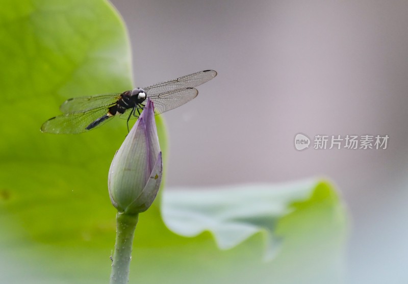 重庆酉阳：夏日荷花别样红