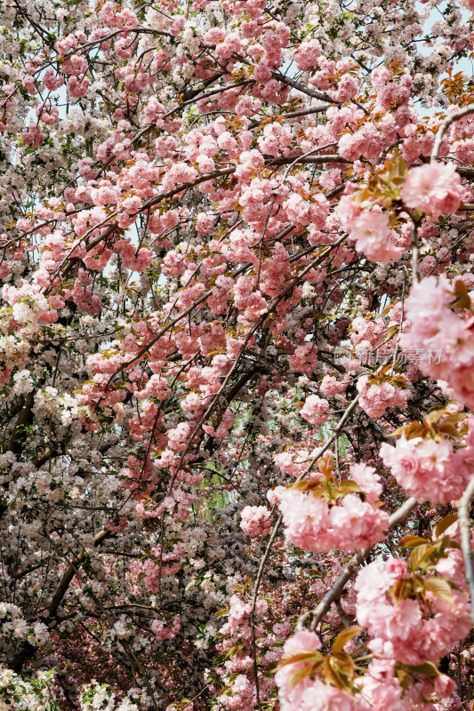 北京莲花池公园樱花