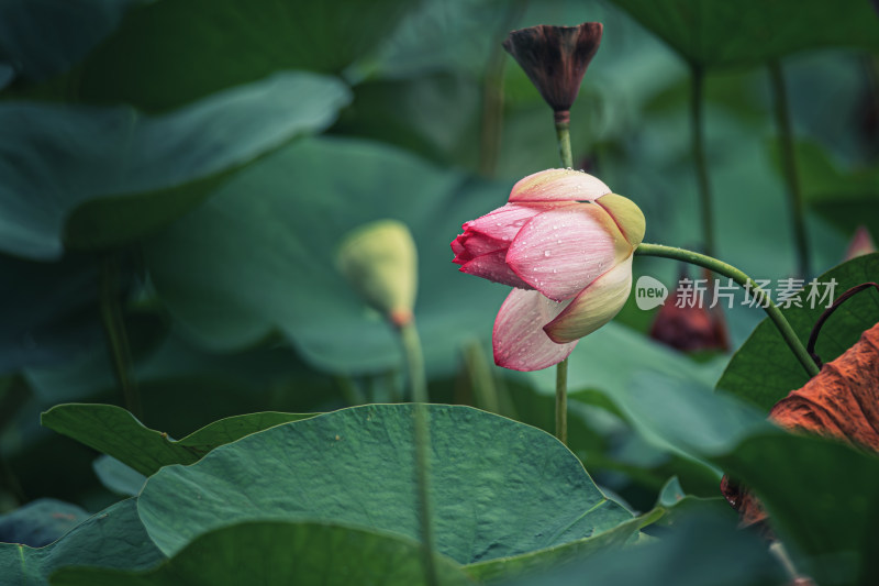 雨露滋润的荷花