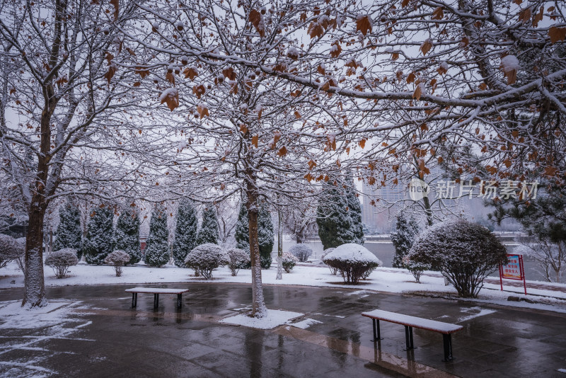 下雪了城市公园自然风景