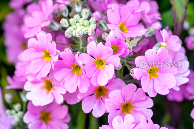 报春花花朵特写