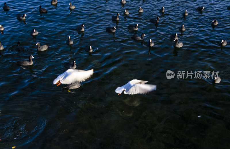 云南丽江泸沽湖海鸥水鸟野生动物