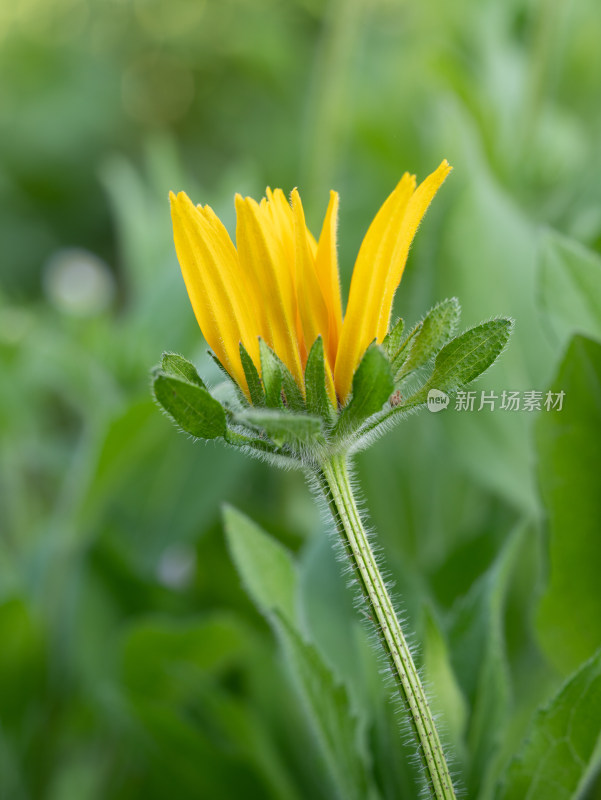 黑心金光菊开花特写