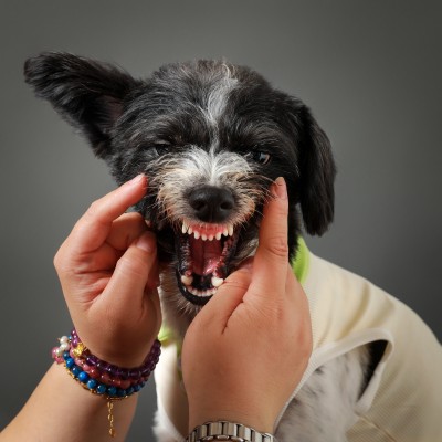 特写棚内拍摄动物宠物狗犬