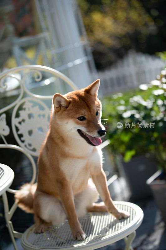 坐在白色椅子上的柴犬