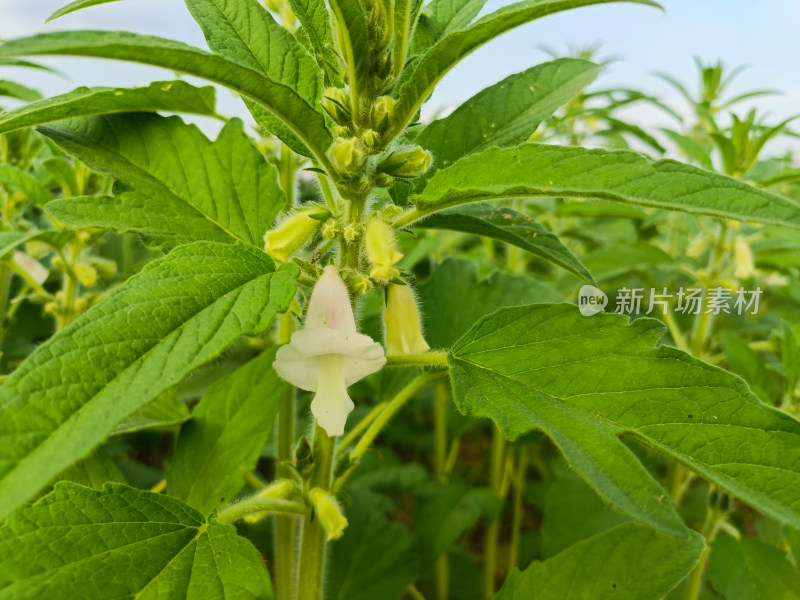 夏天成熟的芝麻籽苗杆植物特写自然