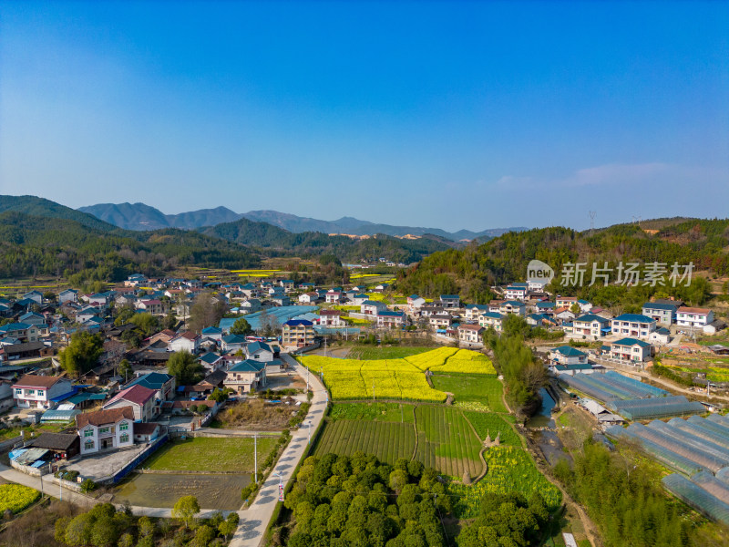 农田油菜花美丽乡村航拍摄影图