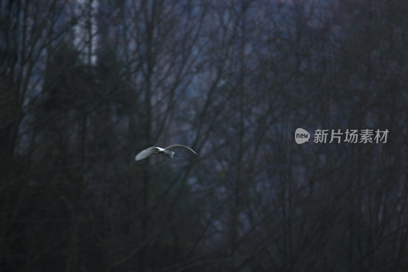 冬天成都温江区江安河的白鹭