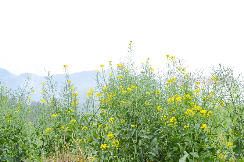 婺源梯田油菜花