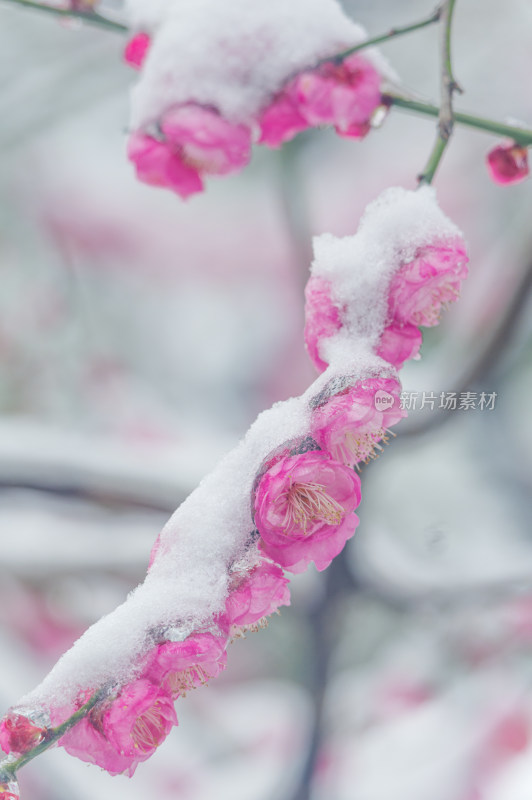 武汉东湖梅园雪中梅花盛开