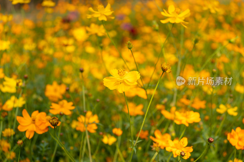 金黄的波斯菊花海