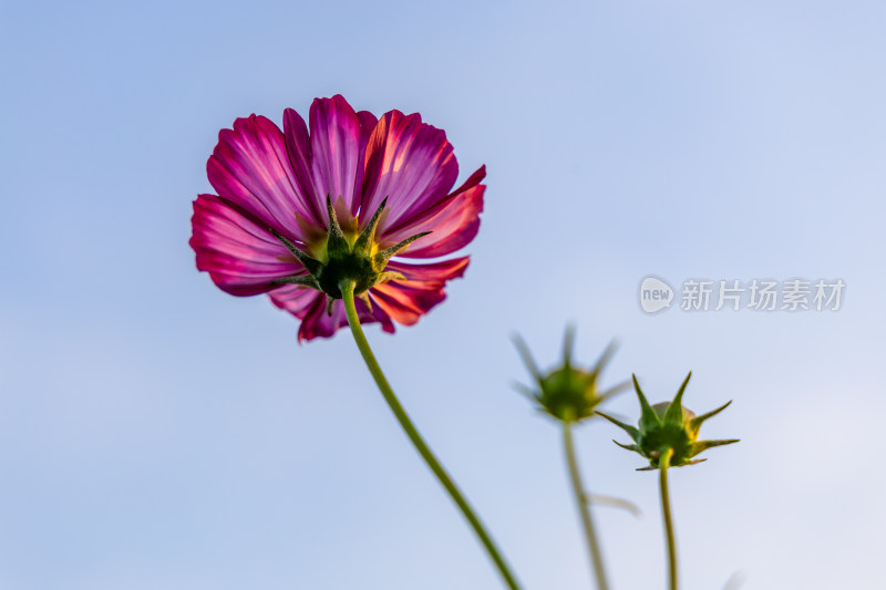 菊花、格桑花