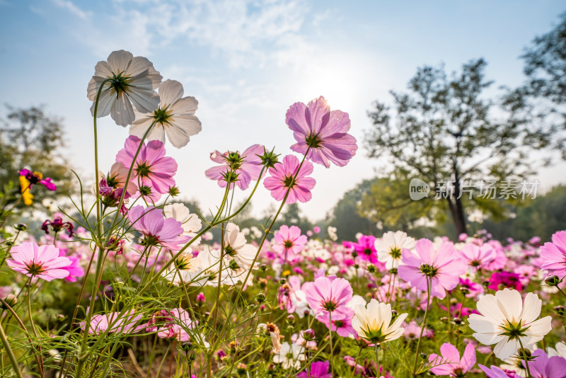 格桑花特写