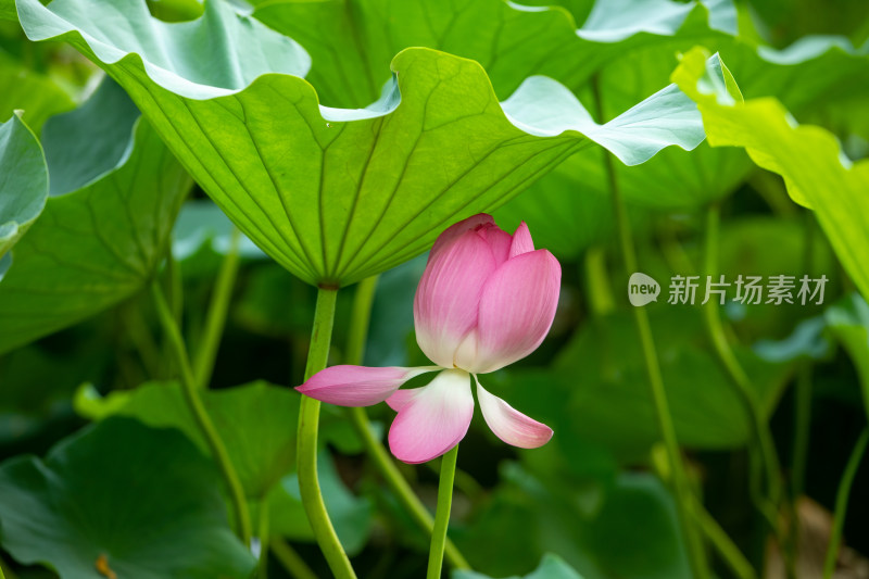 荷花荷叶荷包