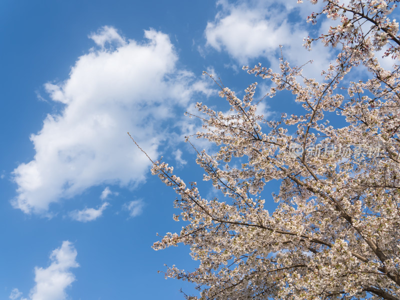 春天蓝天白云下樱花盛开