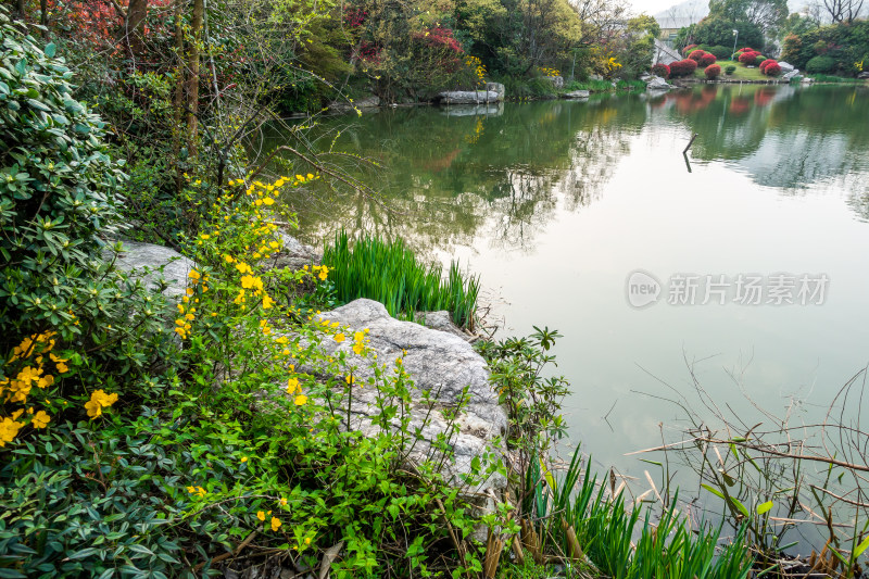 鼋头渚春天油菜花田