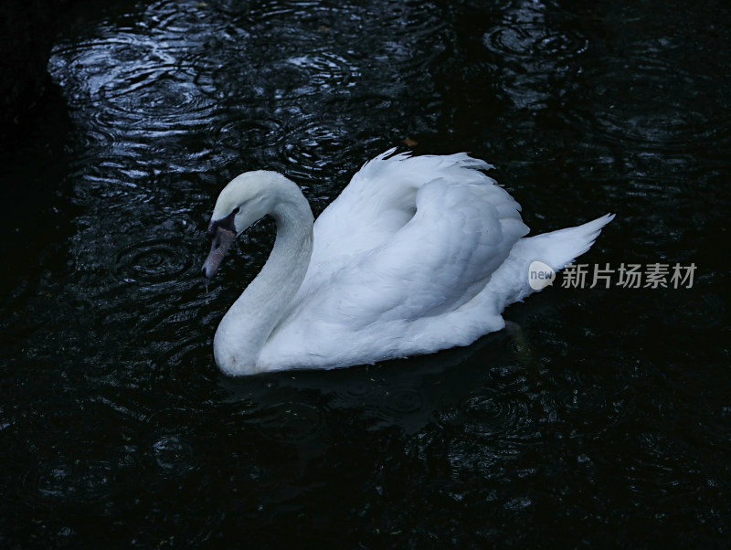 池塘里的动物白天鹅