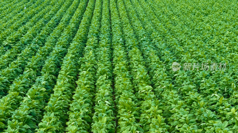 烟草烟叶农业种植绿色三农乡村振兴航拍