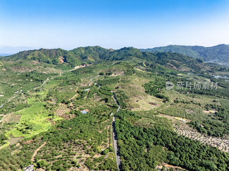 中国广东省汕尾市陆丰市华侨农场油柑种植园