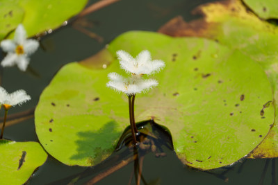 水生植物金银莲花的花朵