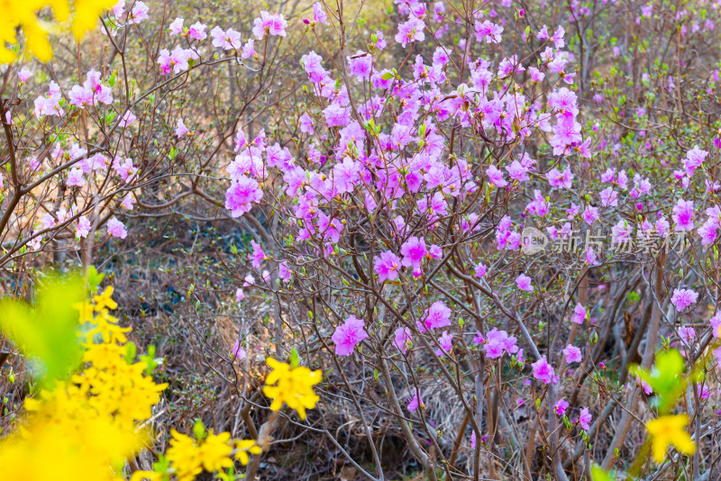 青岛大珠山杜鹃花风光