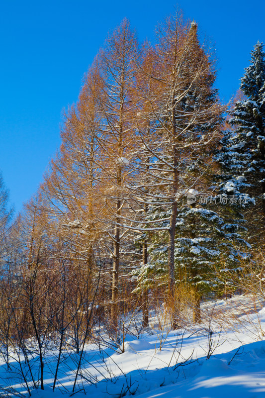 黑龙江 双峰林场 雪乡