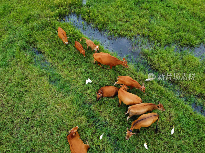 牧场草地上散养黄牛牛群的俯拍景象