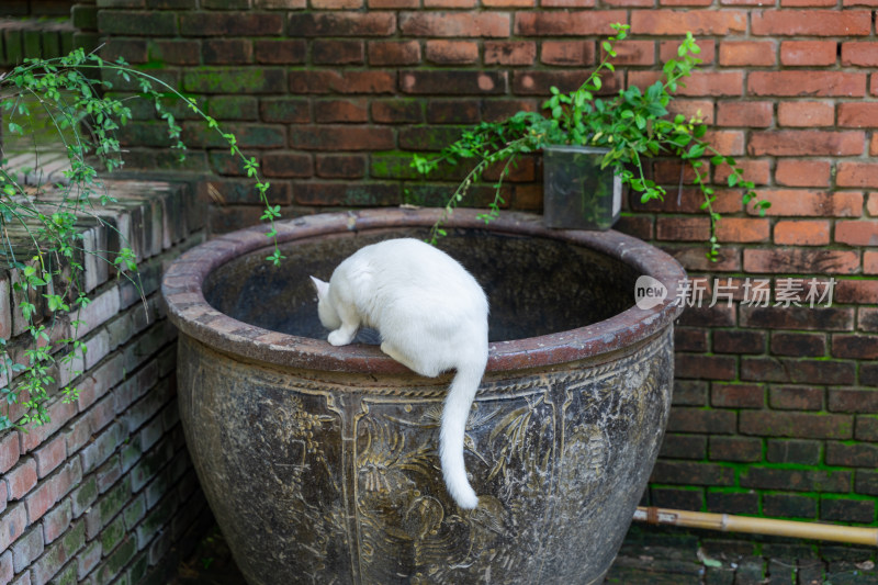 白猫在水缸上休息红砖建筑青苔