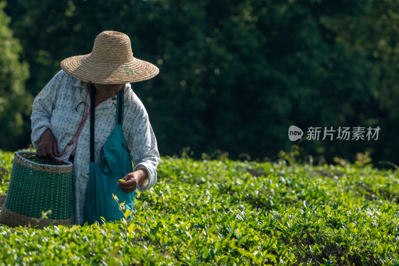 春天茶园采茶