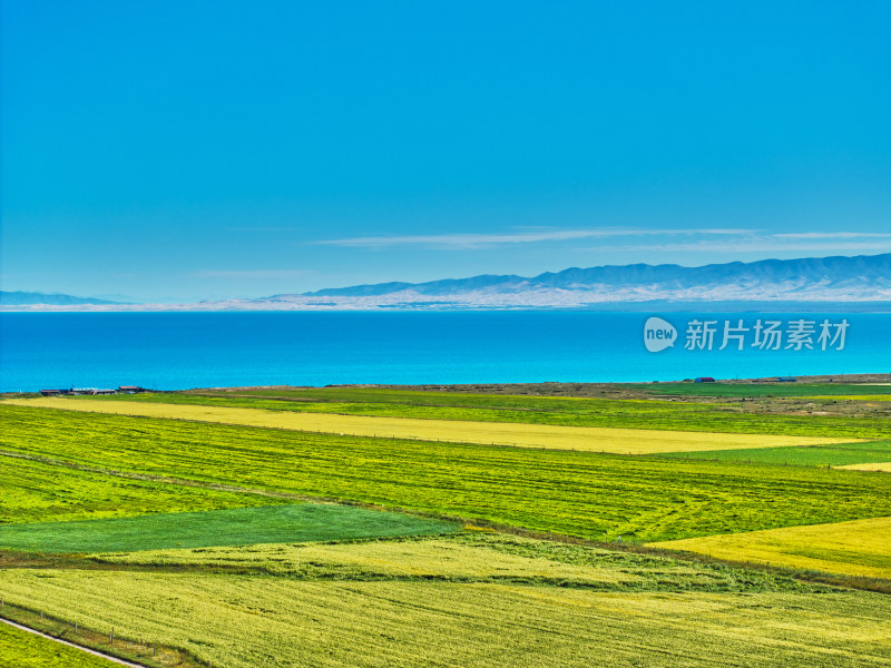 青海湖的油菜花海