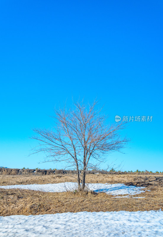 内蒙古呼伦贝尔海拉尔草原枯树与积雪