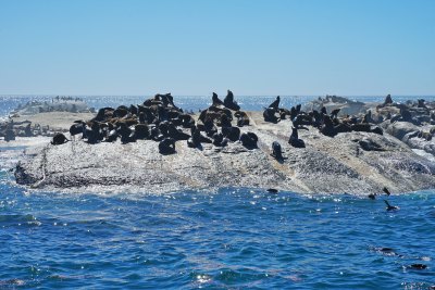 南非博尔德斯海滩Boulders Beach，非洲企鹅