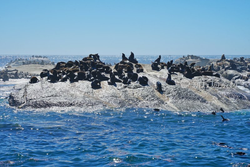 南非博尔德斯海滩Boulders Beach，非洲企鹅