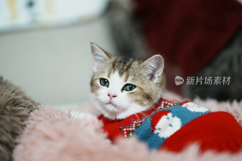 家里穿的衣服的小奶猫