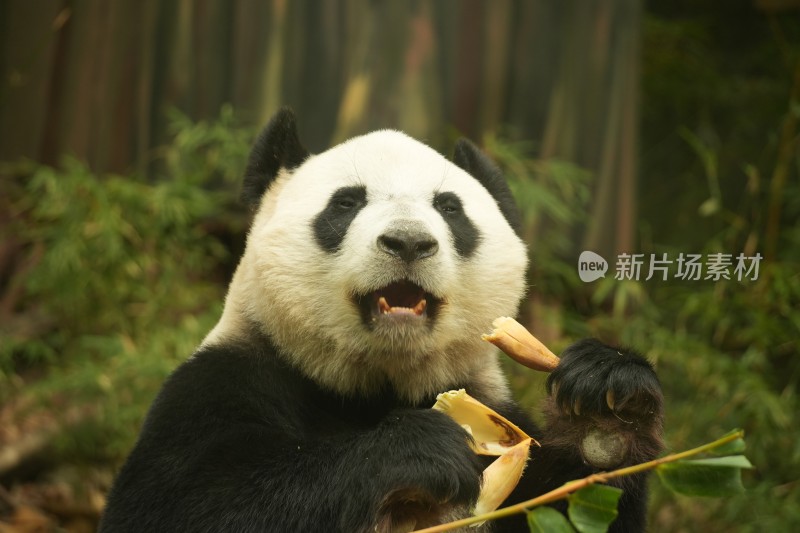 熊猫萌萌坐在长椅上吃食物的可爱模样