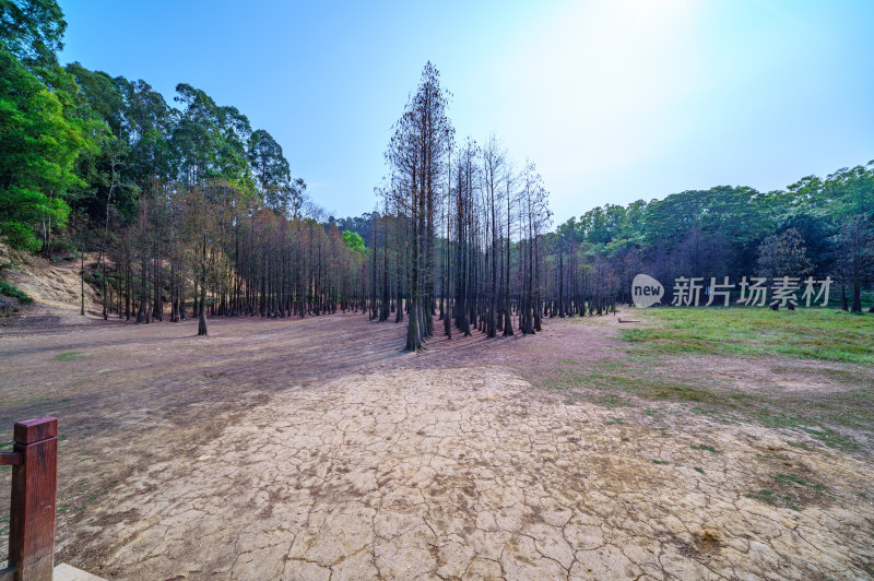 广州番禺大夫山森林公园干涸山塘与落羽杉林