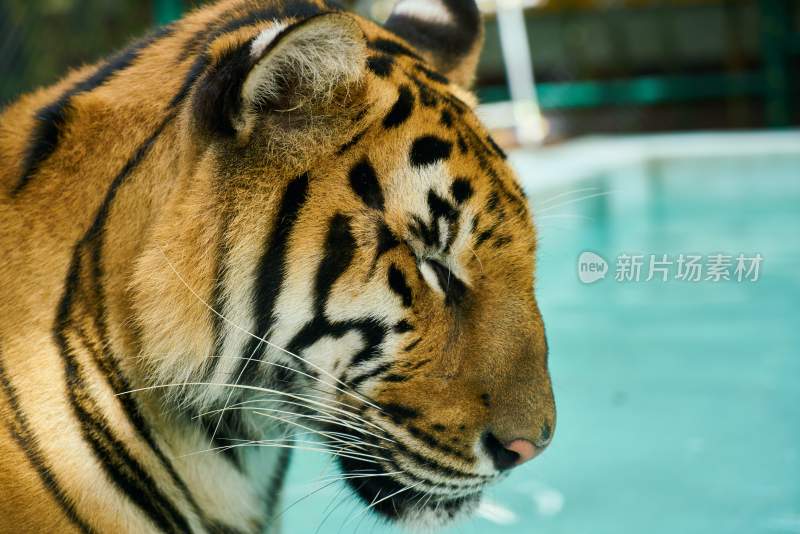 野生动物老虎食肉动物狩猎者