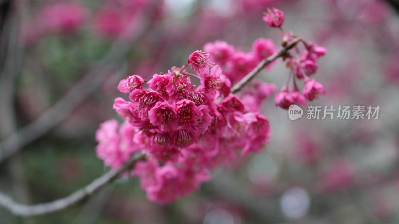 春天紫红色的花儿