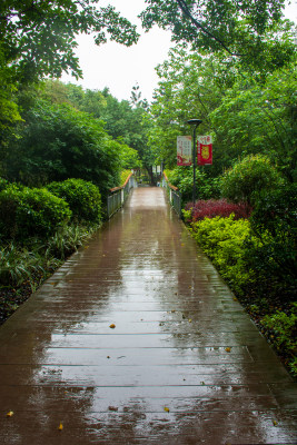 雨后林间小路