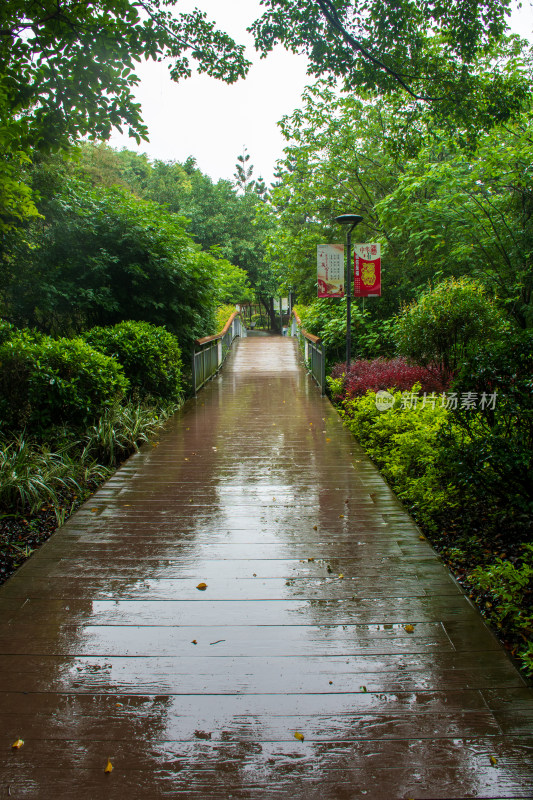 雨后林间小路