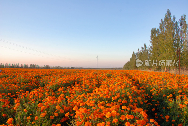 橙色金盏花种植田